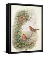 Robin, 1873-John Gould-Framed Stretched Canvas