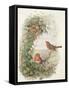 Robin, 1873-John Gould-Framed Stretched Canvas