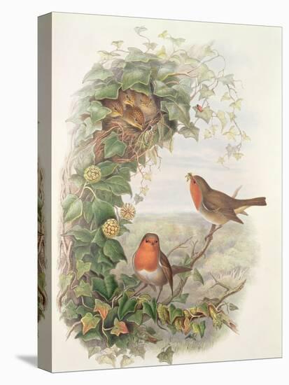 Robin, 1873-John Gould-Stretched Canvas