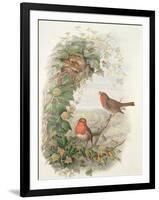 Robin, 1873-John Gould-Framed Giclee Print