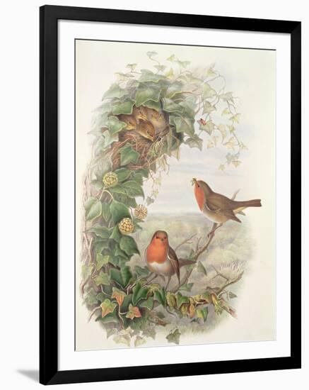 Robin, 1873-John Gould-Framed Giclee Print