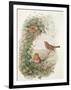 Robin, 1873-John Gould-Framed Giclee Print