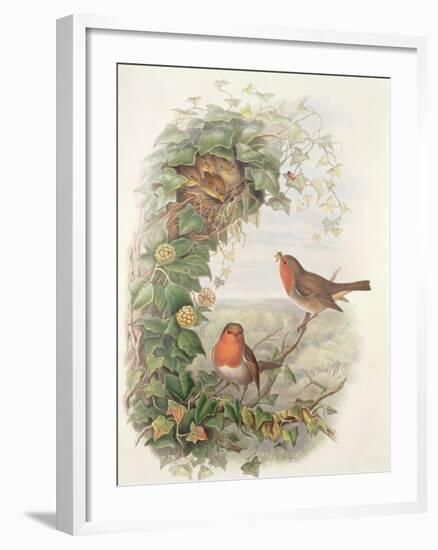 Robin, 1873-John Gould-Framed Giclee Print