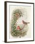 Robin, 1873-John Gould-Framed Giclee Print