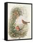 Robin, 1873-John Gould-Framed Stretched Canvas