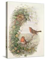 Robin, 1873-John Gould-Stretched Canvas