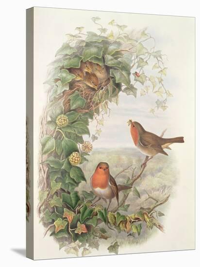 Robin, 1873-John Gould-Stretched Canvas