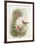 Robin, 1873-John Gould-Framed Giclee Print