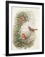 Robin, 1873-John Gould-Framed Giclee Print