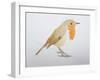 Robin, 2011-Ele Grafton-Framed Giclee Print