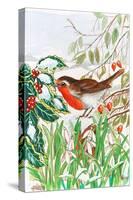 Robin and Snowdrops-Tony Todd-Stretched Canvas