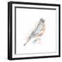 Robin Bird Sketch I-Ethan Harper-Framed Art Print