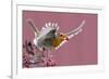 Robin carrying a red berry in its beak as it takes off, Finland-Markus Varesvuo-Framed Photographic Print