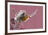 Robin carrying a red berry in its beak as it takes off, Finland-Markus Varesvuo-Framed Photographic Print