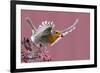 Robin carrying a red berry in its beak as it takes off, Finland-Markus Varesvuo-Framed Photographic Print