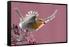 Robin carrying a red berry in its beak as it takes off, Finland-Markus Varesvuo-Framed Stretched Canvas