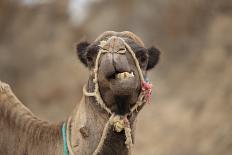 Dromedary Camel (Camelus dromedarius) adult, close-up of head, wearing bridle, Morocco-Robin Chittenden-Photographic Print