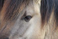 Horse, Konik, adult, close-up of eye-Robin Chittenden-Photographic Print