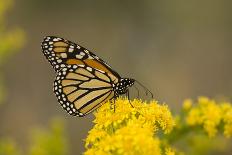 Monarch Butterfly (Danaus plexippus) adult, feeding at flowers, Cape May, New Jersey-Robin Chittenden-Framed Photographic Print