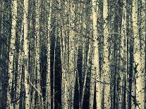 Birch Dream-Robin Dickinson-Laminated Art Print