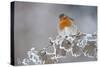 Robin (Erithacus Rubecula) Adult Perched in Winter with Feather Fluffed Up, Scotland, UK, December-Mark Hamblin-Stretched Canvas