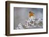 Robin (Erithacus Rubecula) Adult Perched in Winter with Feather Fluffed Up, Scotland, UK, December-Mark Hamblin-Framed Photographic Print