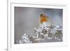 Robin (Erithacus Rubecula) Adult Perched in Winter with Feather Fluffed Up, Scotland, UK, December-Mark Hamblin-Framed Photographic Print