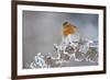 Robin (Erithacus Rubecula) Adult Perched in Winter with Feather Fluffed Up, Scotland, UK, December-Mark Hamblin-Framed Photographic Print