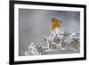 Robin (Erithacus Rubecula) Adult Perched in Winter with Feather Fluffed Up, Scotland, UK, December-Mark Hamblin-Framed Photographic Print