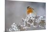 Robin (Erithacus Rubecula) Adult Perched in Winter with Feather Fluffed Up, Scotland, UK, December-Mark Hamblin-Mounted Photographic Print