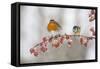 Robin (Erithacus Rubecula) and Blue Tit (Parus Caeruleus) in Winter, Perched on Twig, Scotland, UK-Mark Hamblin-Framed Stretched Canvas