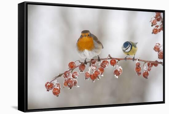 Robin (Erithacus Rubecula) and Blue Tit (Parus Caeruleus) in Winter, Perched on Twig, Scotland, UK-Mark Hamblin-Framed Stretched Canvas