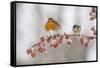 Robin (Erithacus Rubecula) and Blue Tit (Parus Caeruleus) in Winter, Perched on Twig, Scotland, UK-Mark Hamblin-Framed Stretched Canvas