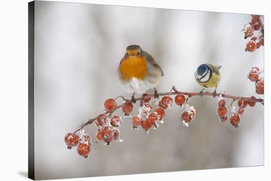 Robin (Erithacus Rubecula) and Blue Tit (Parus Caeruleus) in Winter, Perched on Twig, Scotland, UK-Mark Hamblin-Stretched Canvas