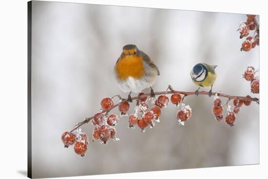 Robin (Erithacus Rubecula) and Blue Tit (Parus Caeruleus) in Winter, Perched on Twig, Scotland, UK-Mark Hamblin-Stretched Canvas