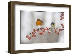 Robin (Erithacus Rubecula) and Blue Tit (Parus Caeruleus) in Winter, Perched on Twig, Scotland, UK-Mark Hamblin-Framed Photographic Print