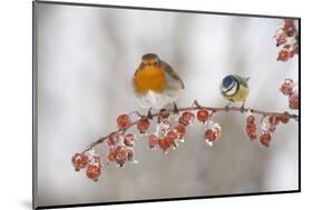 Robin (Erithacus Rubecula) and Blue Tit (Parus Caeruleus) in Winter, Perched on Twig, Scotland, UK-Mark Hamblin-Mounted Photographic Print