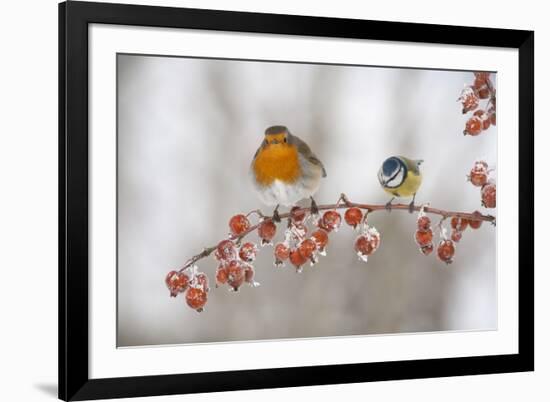 Robin (Erithacus Rubecula) and Blue Tit (Parus Caeruleus) in Winter, Perched on Twig, Scotland, UK-Mark Hamblin-Framed Photographic Print