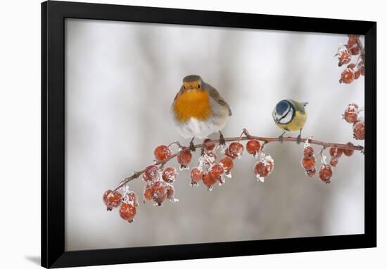 Robin (Erithacus Rubecula) and Blue Tit (Parus Caeruleus) in Winter, Perched on Twig, Scotland, UK-Mark Hamblin-Framed Photographic Print