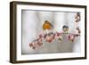 Robin (Erithacus Rubecula) and Blue Tit (Parus Caeruleus) in Winter, Perched on Twig, Scotland, UK-Mark Hamblin-Framed Photographic Print