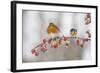 Robin (Erithacus Rubecula) and Blue Tit (Parus Caeruleus) in Winter, Perched on Twig, Scotland, UK-Mark Hamblin-Framed Photographic Print