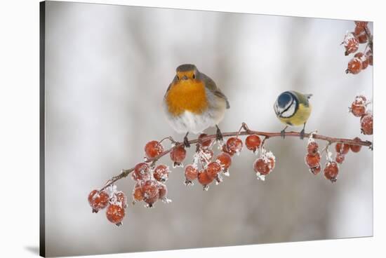 Robin (Erithacus Rubecula) and Blue Tit (Parus Caeruleus) in Winter, Perched on Twig, Scotland, UK-Mark Hamblin-Stretched Canvas