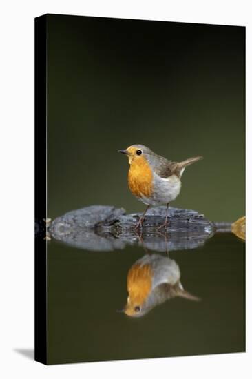 Robin (Erithacus Rubecula) at Water, Pusztaszer, Hungary, May 2008-Varesvuo-Stretched Canvas