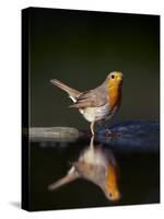 Robin (Erithacus Rubecula) at Water, Pusztaszer, Hungary, May 2008-Varesvuo-Stretched Canvas