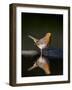 Robin (Erithacus Rubecula) at Water, Pusztaszer, Hungary, May 2008-Varesvuo-Framed Photographic Print