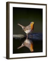 Robin (Erithacus Rubecula) at Water, Pusztaszer, Hungary, May 2008-Varesvuo-Framed Photographic Print