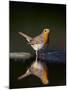 Robin (Erithacus Rubecula) at Water, Pusztaszer, Hungary, May 2008-Varesvuo-Mounted Photographic Print