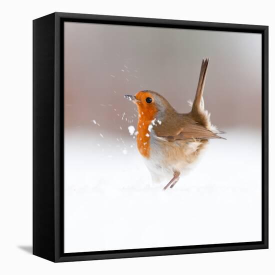 Robin (Erithacus Rubecula) Displaying in Snow, Nr Bradworthy, Devon, UK-Ross Hoddinott-Framed Stretched Canvas