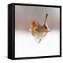 Robin (Erithacus Rubecula) Displaying in Snow, Nr Bradworthy, Devon, UK-Ross Hoddinott-Framed Stretched Canvas