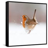 Robin (Erithacus Rubecula) Displaying in Snow, Nr Bradworthy, Devon, UK-Ross Hoddinott-Framed Stretched Canvas